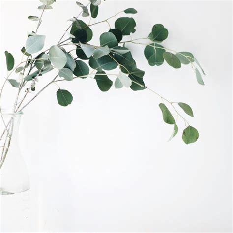 5 Eucalyptus Oil Benefits for Skin Healing - Discover the Power of ...