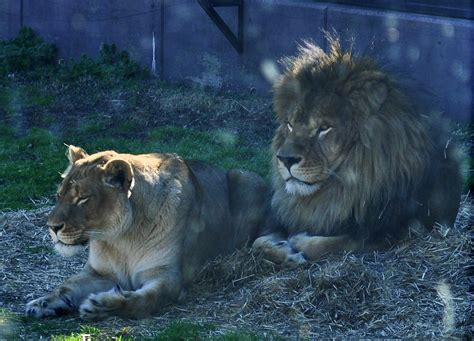 Leo & Una | University of North Alabama lion mascots | Kim | Flickr