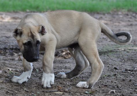 Kangal Dog Info, Varieties, Care, Training, Pictures