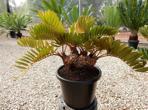 Zamia furfuracea – Cycad International