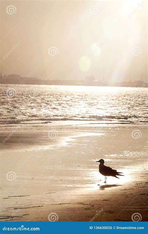 Bird at the Beach stock photo. Image of water, background - 136630026