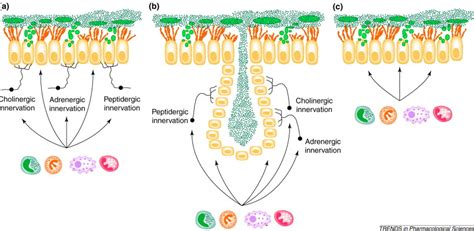 Airway goblet-cell mucus secretion: Trends in Pharmacological Sciences