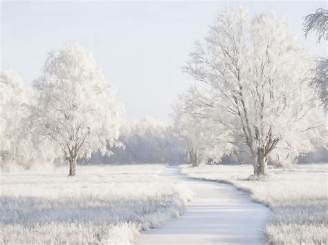 Winter Meadow — Lars van de Goor