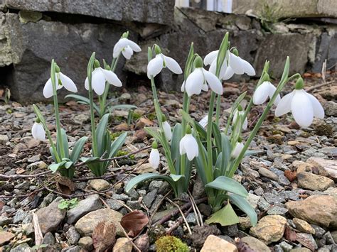 Snowdrop varieties worth growing in your garden