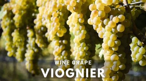 Viognier – Wine Grape, Tasting notes & Food Pairing