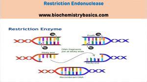 Introduction to Restriction Endonucleases – Biochemistry Basics by Dr. Amit Maheshwari