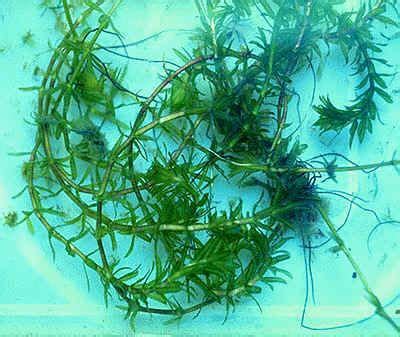 How to Control Hydrilla - AquaPlant: Management of Pond Plants & Algae