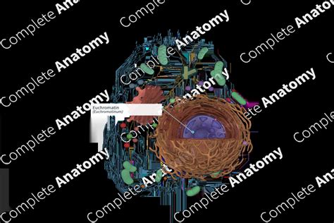 Euchromatin | Complete Anatomy