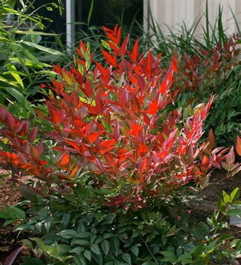 56 best Nandina images on Pinterest | Shrubs, Evergreen shrubs and Bamboo