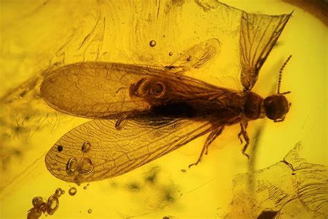 9.6mm Fossil Adult Termite (Isoptera) In Baltic Amber (#123322) For Sale - FossilEra.com