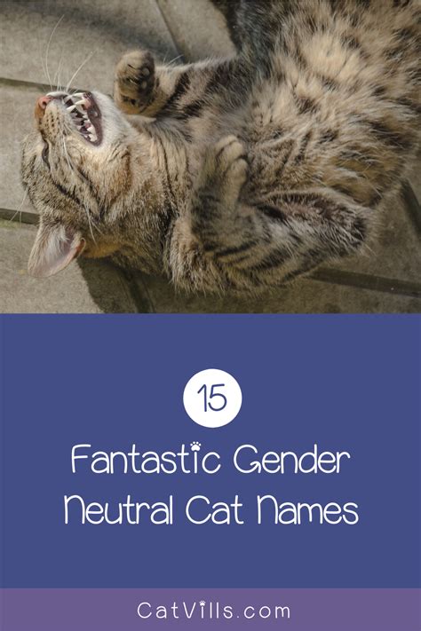 15 Unique & Adorable Unisex Cat Names | Cat names, Grey cat names, Cute ...