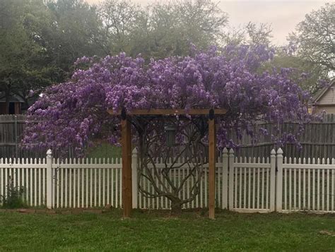 This wisteria was on a broken trellis a year ago.... removed the broken trellis and here it is ...