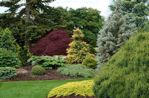 Juniperus horizontalis 'Golden Carpet', with Pinus, Cupressus arizonica 'Blue Ice', Acer ...