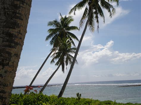 File:Savai'i coastal scenery palm trees & sea, Falealupo village, Samoa 1.JPG - Wikipedia