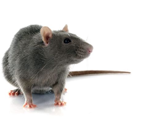 Rat Exterminator Peterborough | Rat Control Peterborough | The ...