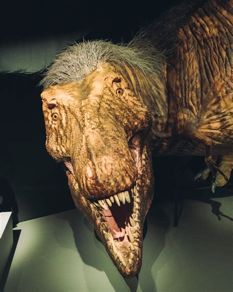 T. Rex Like You Haven’t Seen Him: With Feathers - The New York Times