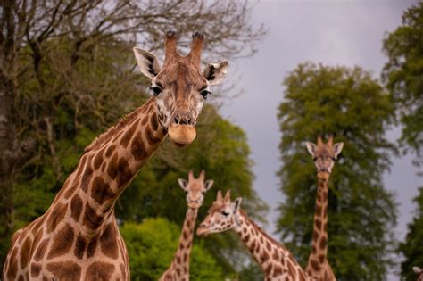 Longleat Safari Park - Tue 30th April 2024 - Highcliffe Coach Holidays Reservations