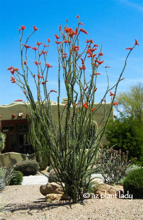 Two Iconic Sonoran Desert Plants: Saguaro Cactus and Ocotillo