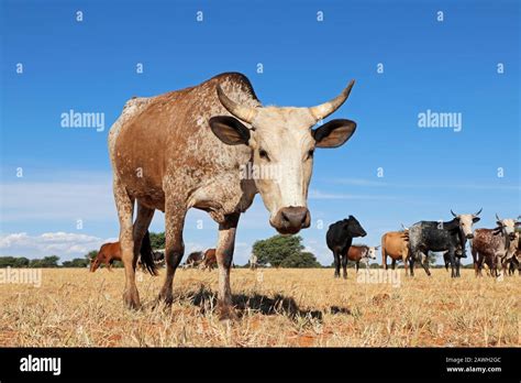 Nguni cow - indigenous cattle breed of South Africa - on rural farm ...