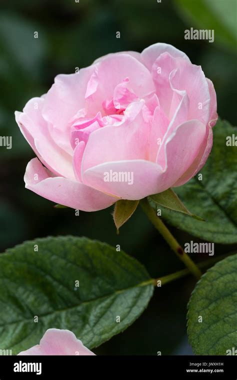 Dwarf rose hi-res stock photography and images - Alamy