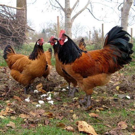 Vorwerk Chickens Germany | Chickens backyard, Beautiful chickens, Chicken breeds