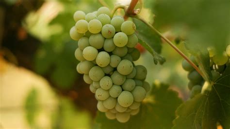 Your essential guide to Chenin Blanc