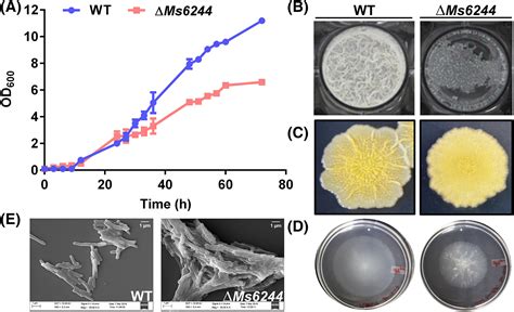 Ms6244 is a novel Mycobacterium smegmatis TetR family transcriptional repressor that regulates ...