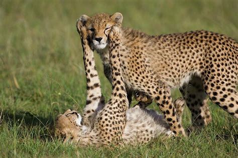 Cheetah Cubs Playing | Cheetah Cubs Playing Photograph - Cheetah Cubs ...