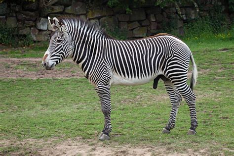 Grevy's Zebras: A Look Between the Stripes | Petting Zoo Parties for Kids