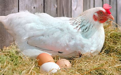 10 Best Egg Laying Chicken Breeds - LearnPoultry