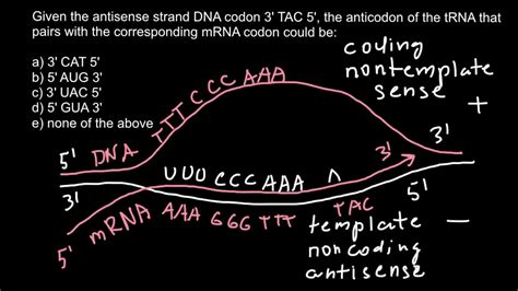 What is the sense and antisense strands of DNA, codon and anticodon? - YouTube