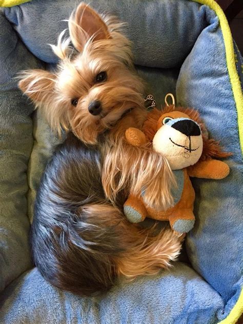 New Puppy Training Tips and Tricks in 2020 | Yorkshire terrier, Yorkie, Yorkie dogs