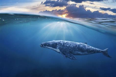 50 Whale Facts About The Giants Of The Ocean | Facts.net