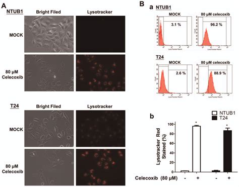 Celecoxib induces LysoTracker staining in human UC cells. (A) UC cells ...