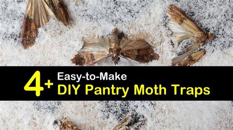 4+ Easy-to-Make DIY Pantry Moth Traps