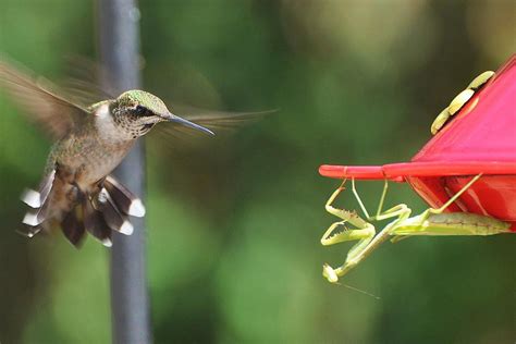 Overview of Hummingbird Predators