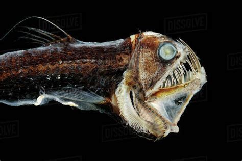 Viperfish (Chauliodus sloani) - deep sea specimen from Portugal - Stock Photo - Dissolve