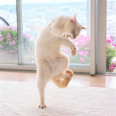 Photographer And Cat Lover Collates 60 Of The Funniest Dancing Cat Pics | artFido