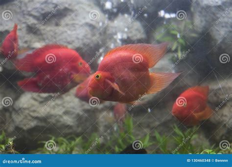 Red blood parrot fish stock photo. Image of aquarium - 130460348