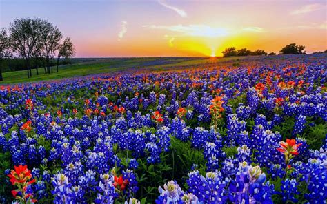 Texas Bluebonnets Wallpaper 3 - 2560 X 1600 | stmed.net | Wild flowers ...