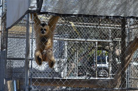 Gibbon Conservation Center - ZooChat