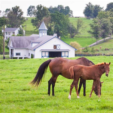 Horse Pasture Grass Seed