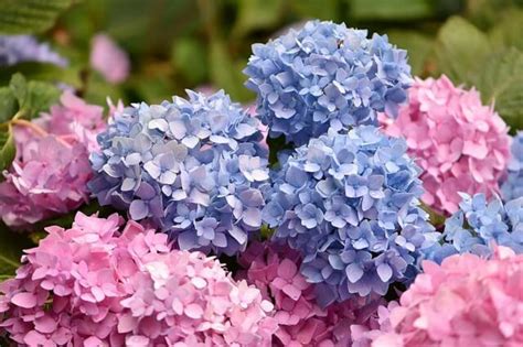 Hydrangeas Flower – Symbolism and Meaning - Symbol Sage