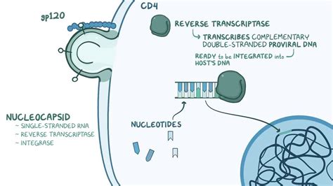 Video: Nucleoside reverse transcriptase inhibitors (NRTIs)