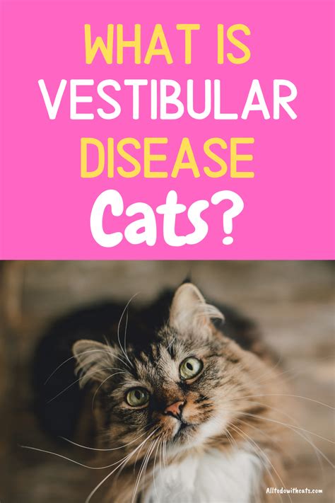 Vestibular Disease In Cats Treatment - Cat Meme Stock Pictures and Photos