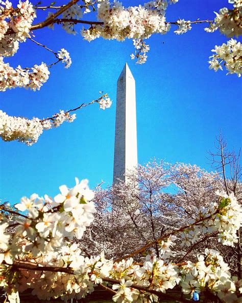 Cherry Blossoms at George Washington Ellipse Memorial - po… | Flickr