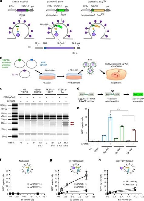 Extracellular nanovesicles for packaging of CRISPR-Cas9 protein and sgRNA to induce therapeutic ...