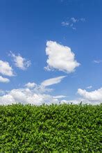 Hedge Border Clouds Free Stock Photo - Public Domain Pictures