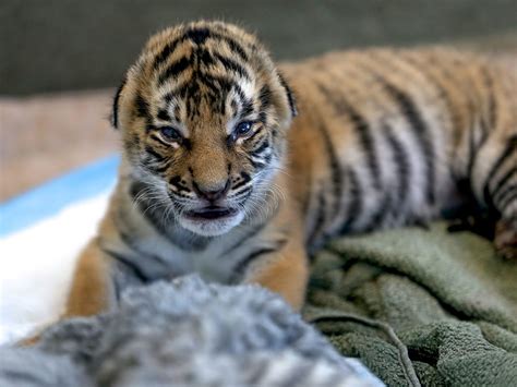 Feeding time for Cincinnati Zoo's Malayan tiger cubs - Gallery