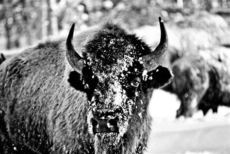 Buffalo Flats Trading Company: Winter Bison in Yellowstone